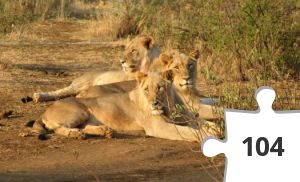 Jigsaw puzzle - Løve