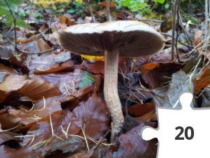 Jigsaw puzzle - Efterårs svampe