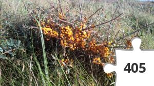 Jigsaw puzzle - Havtorn