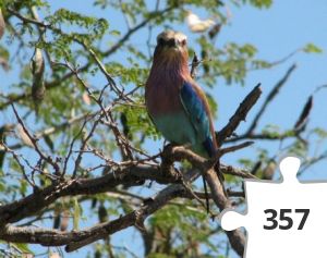 Jigsaw puzzle - Fugl