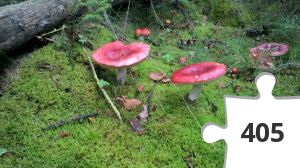 Jigsaw puzzle - Rød fluesvamp Fanø