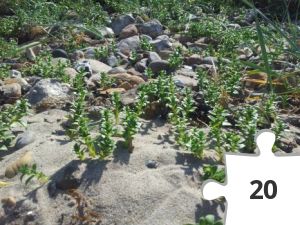 Jigsaw puzzle - Strandplanter