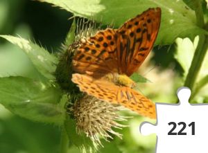 Jigsaw puzzle - Sommerfugl fra Harzen