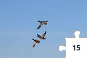 Jigsaw puzzle - Gråænder