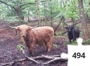 Jigsaw puzzle - Highland Cattle