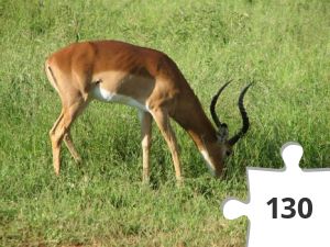 Jigsaw puzzle - Impala
