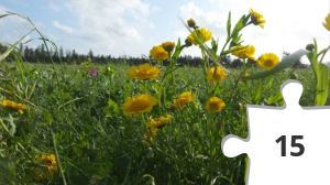 Jigsaw puzzle - Markblomster