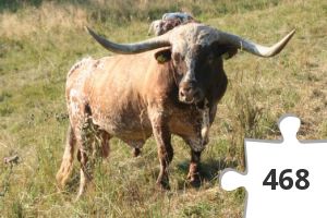 Jigsaw puzzle - Longhorn