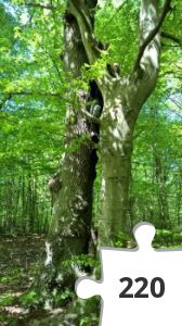 Jigsaw puzzle - Gribskov