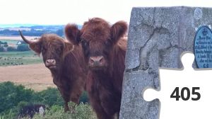 Jigsaw puzzle - Oriocow