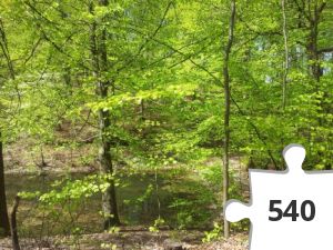 Jigsaw puzzle - Bøgeskov