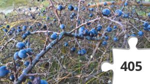 Jigsaw puzzle - Slåen