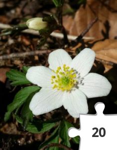 Jigsaw puzzle - Årets første anemone