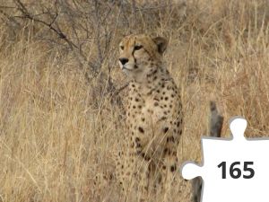 Jigsaw puzzle - Gepard