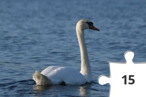 Jigsaw puzzle - Knopsvane