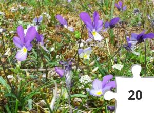 Jigsaw puzzle - Violer