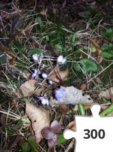 Jigsaw puzzle - Anemone