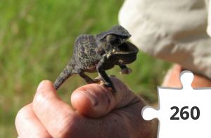 Jigsaw puzzle - Kamæleon