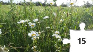 Jigsaw puzzle - Markblomster