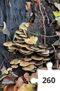 Jigsaw puzzle - Svampe i dagslys