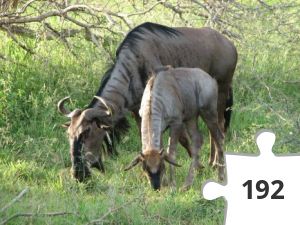 Jigsaw puzzle - Gnu