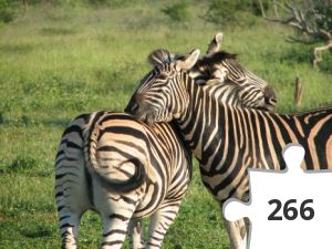 Jigsaw puzzle - Zebraer