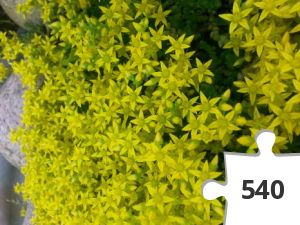 Jigsaw puzzle - Yellow stonecrop