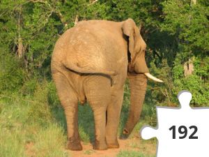 Jigsaw puzzle - Elefant