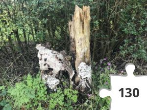 Jigsaw puzzle - puzzel 14 oude stronk