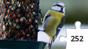 Jigsaw puzzle - kigger på fugle # 18