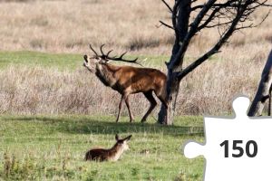 Jigsaw puzzle - Kronhjort