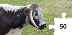 Jigsaw puzzle - 20181203_135216