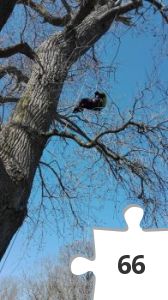 Jigsaw puzzle - Fuglen