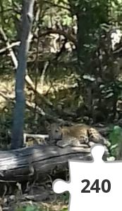 Jigsaw puzzle - 20190601_105357-2