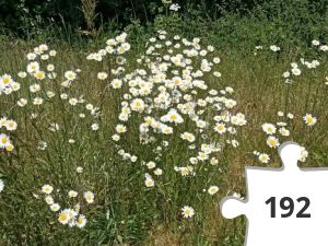 Jigsaw puzzle - daisy