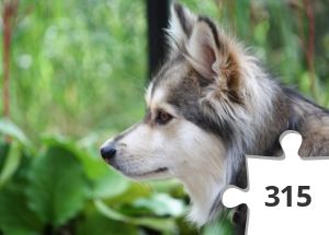 Jigsaw puzzle - touko