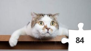Jigsaw puzzle - COLOCADO