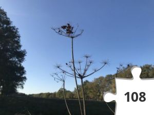 Jigsaw puzzle - puzzel 13 schermbloem