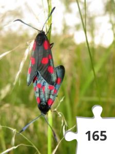 Jigsaw puzzle - IMG_1908