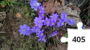 Jigsaw puzzle - Blåveis