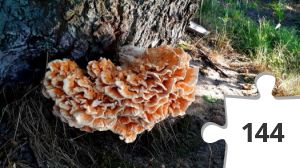 Jigsaw puzzle - NaturPur 3