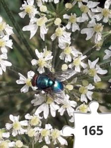 Jigsaw puzzle - Greenbottle