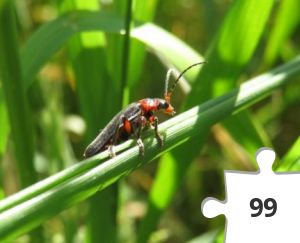 Jigsaw puzzle - Soldier beetle