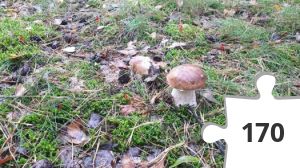 Jigsaw puzzle - Steinpilz