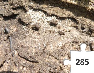 Jigsaw puzzle - Black ant