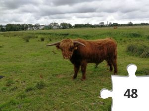 Jigsaw puzzle - 2019-07-07 16.36.19