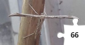 Jigsaw puzzle - Common plume moth