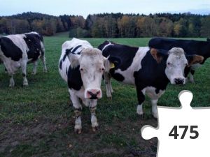 Jigsaw puzzle - Kühe auf der Weide
