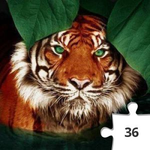 Jigsaw puzzle - Tiger, Tiger, Shinning Bright....