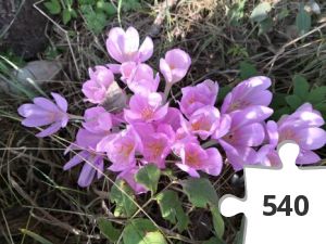 Jigsaw puzzle - # 35 Stjernen